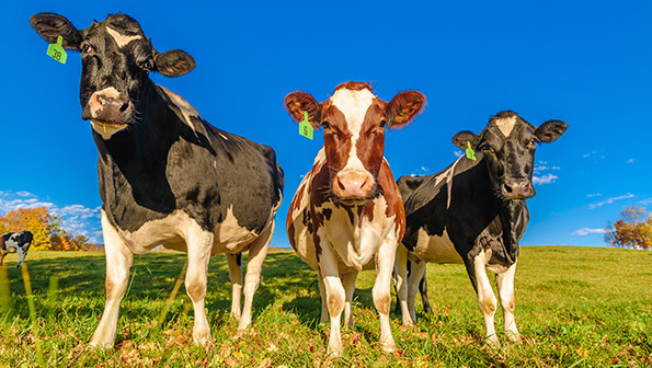 A Field of Cows