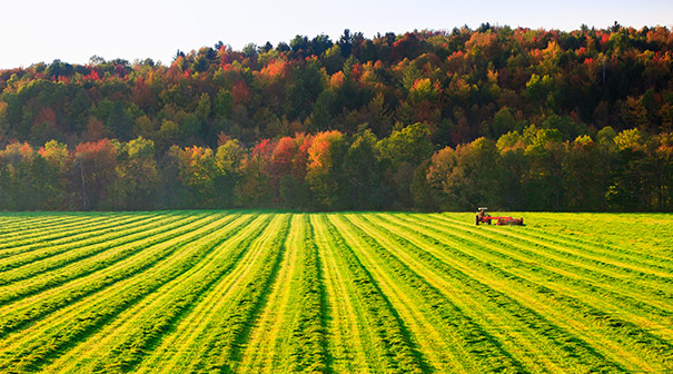 A Green Field with a Crop Harvester